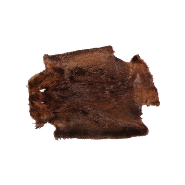 Beaver skin approx 75cm Normal Beaver Leather House Fur, Buckles